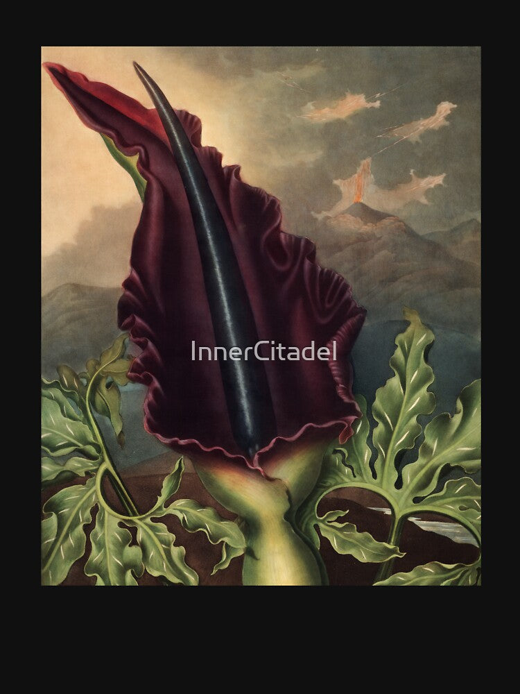 The Dragon Arum by Robert John Thornton Botanical Illustration by InnerCitadel