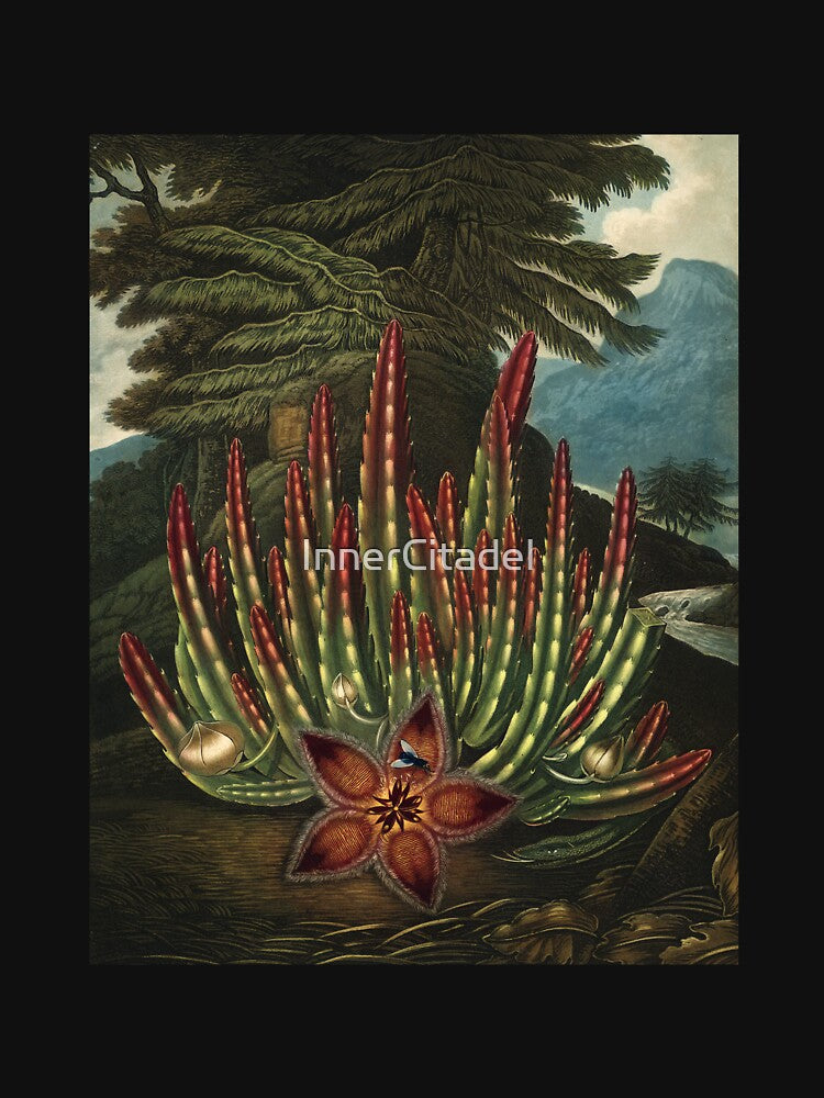 Vintage Flora Illustration Maggot–Bearing Stapelia by InnerCitadel
