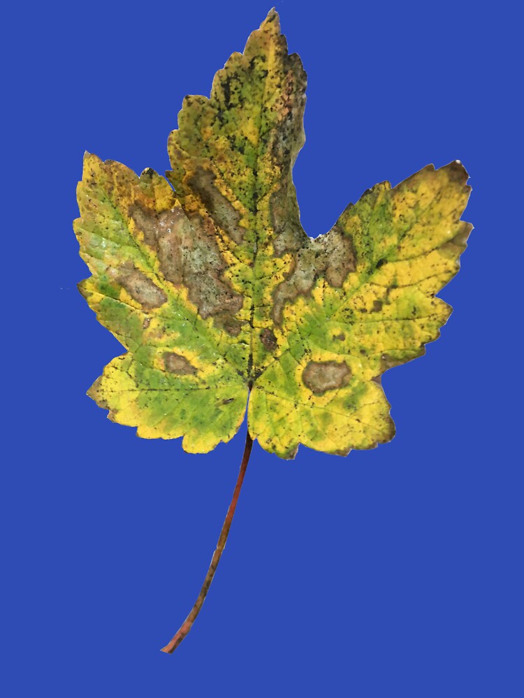Leaf by solthesungod23