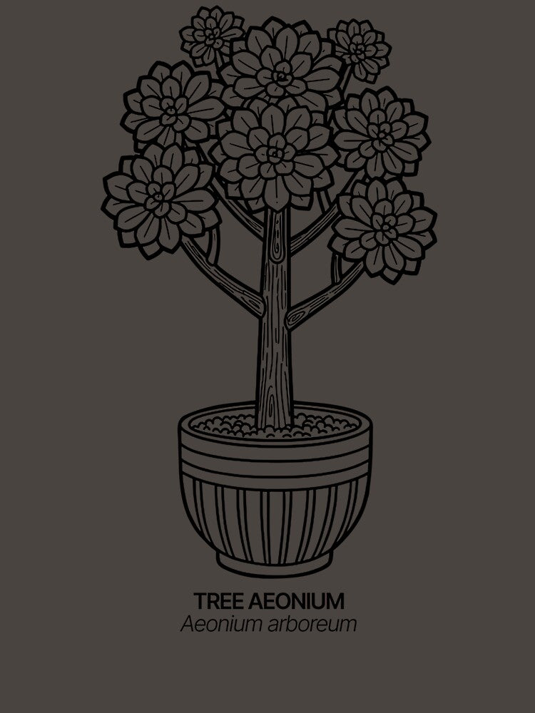 Form and Line – Aeonium arboreum (Tree Aeonium) in Black by BTNYBayCo