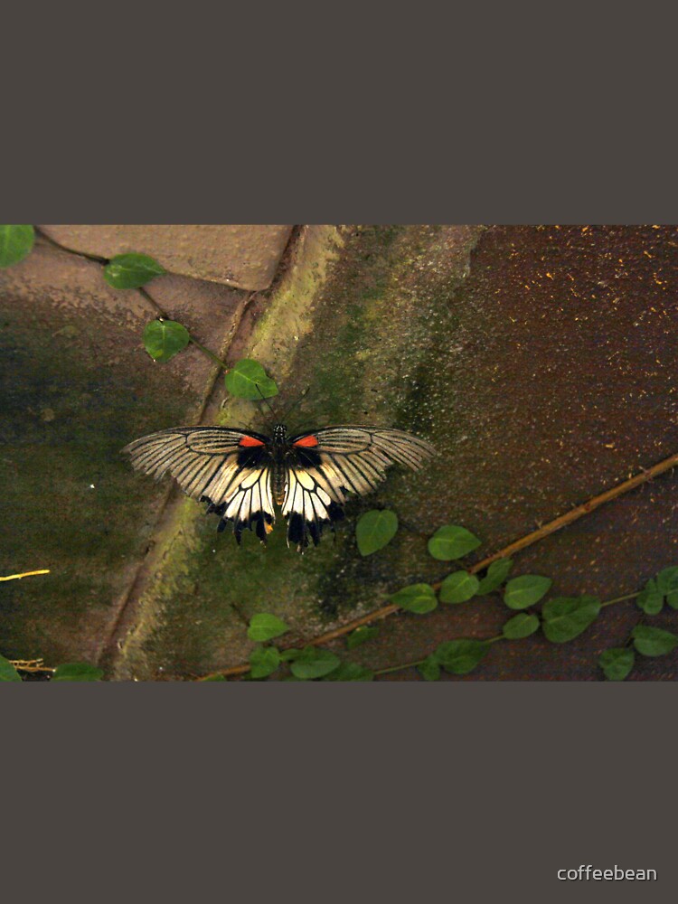 Butterfly by coffeebean