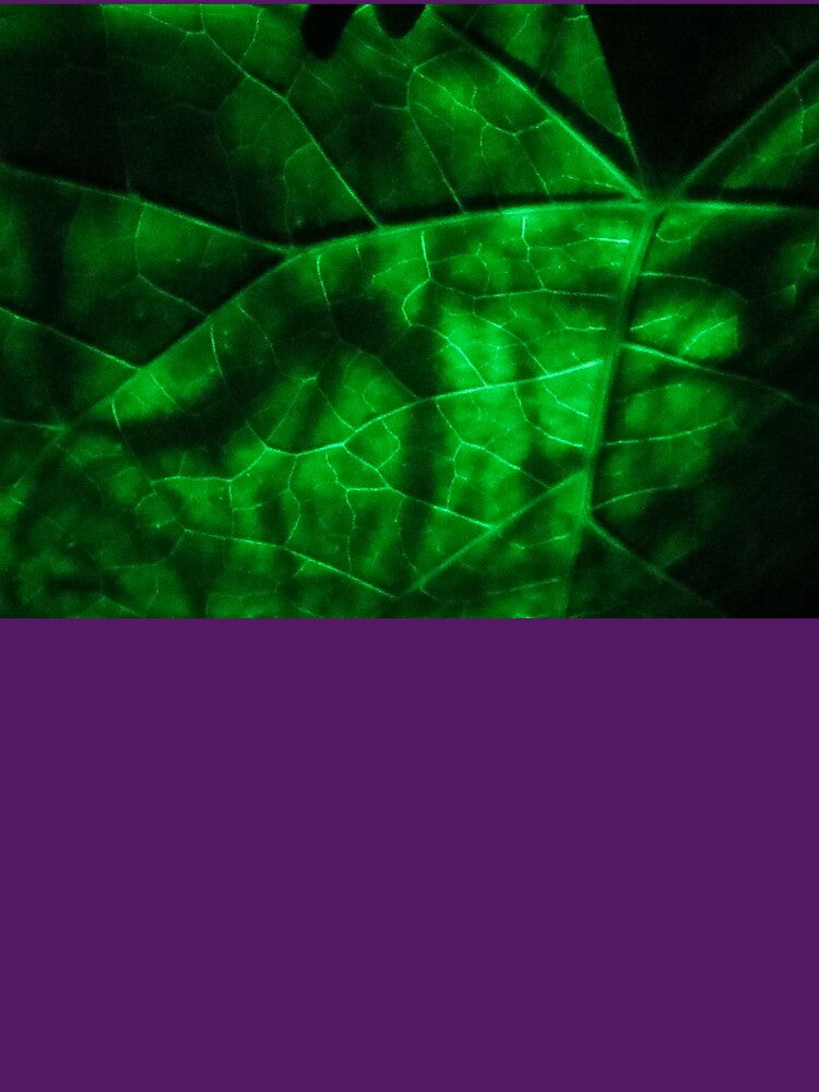 Illuminated Morning Glory Leaf by Eclectically-Kimberly