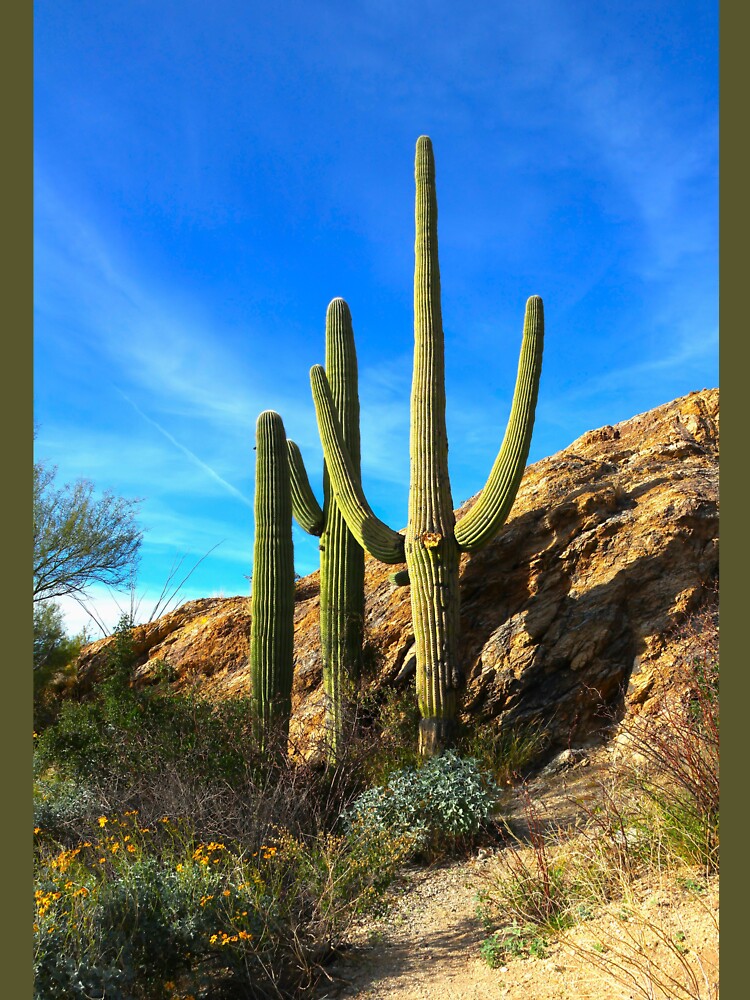 Saguaro Cactus Arizona by "sensesillusion" - Nature Images Art Prints