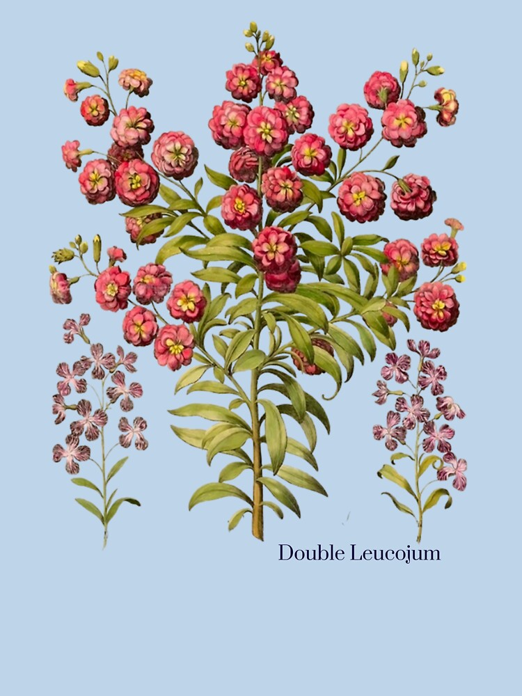 Vintage Botanical Double Snowdrop Flowers by Rockyctees
