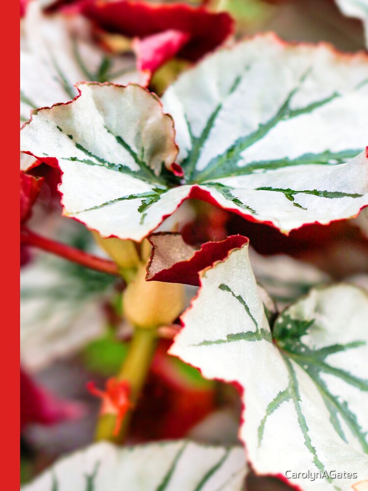Begonia Looking Glass leaf by Carolyn's Captures - Original Photohgraphy