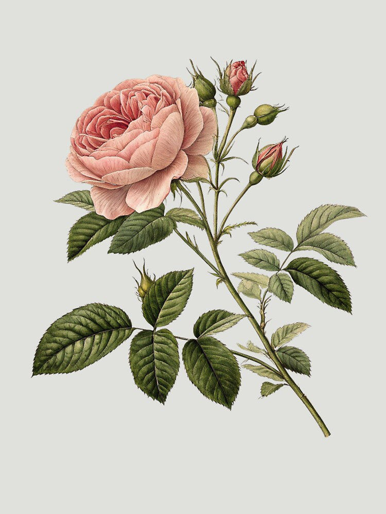 old botanical drawings by Stickers  Designer