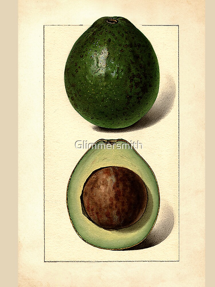 Vintage Botanical Fruit painting Wagner Avocado by Glimmersmith