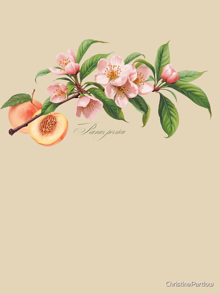 Prunus persica | Flowering Branch with Peach Botanical Illustration by ChristinePartlow