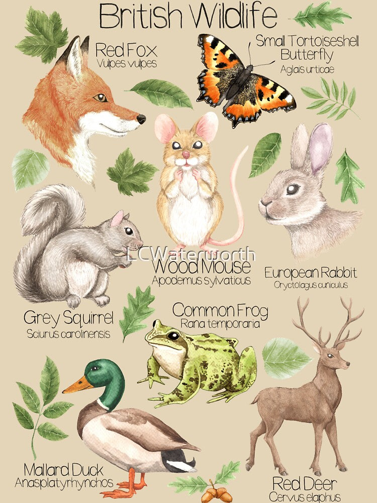 British Wildlife Animals Illustration Nature Poster by LCWaterworth