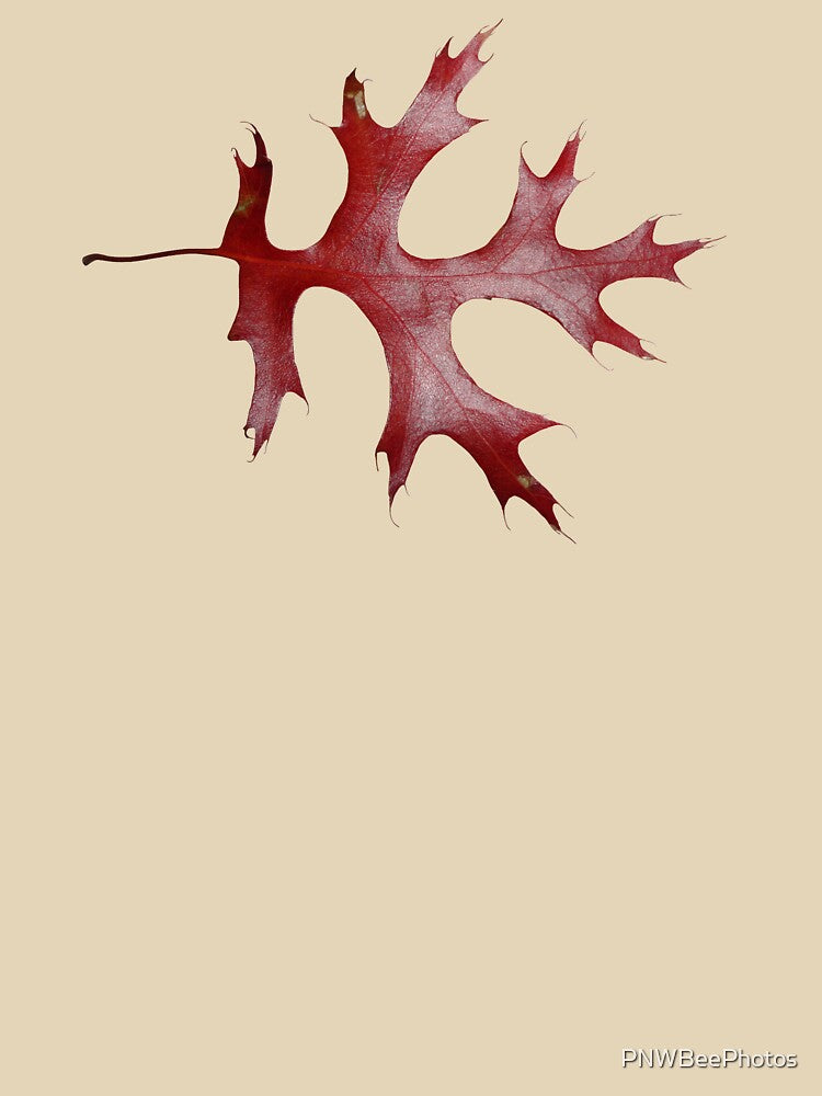 Brown Oak Leaf by PNWBeePhotos