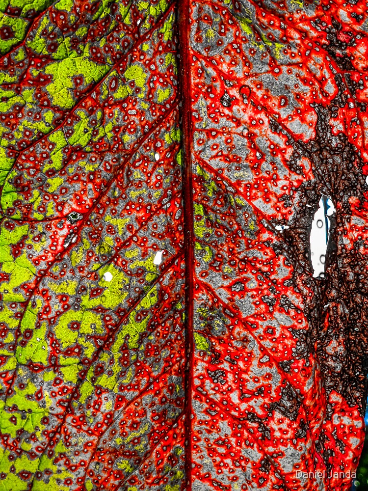 Leaf Colored by Daniel Janda