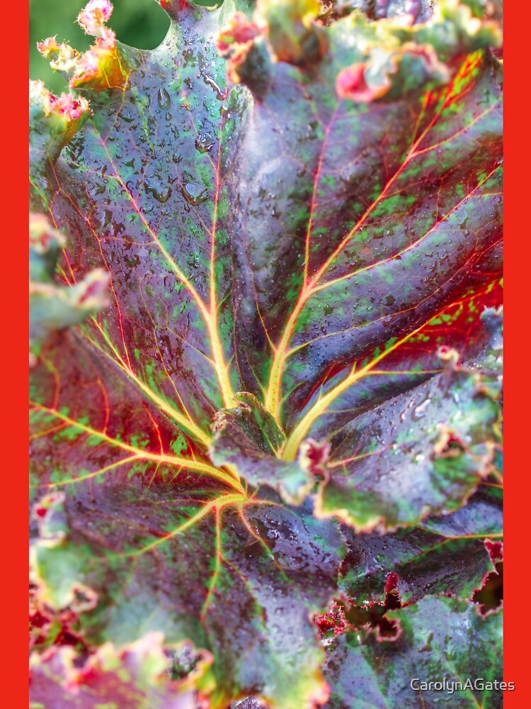 Red and Purple Leaf by Carolyn's Captures - Original Photohgraphy