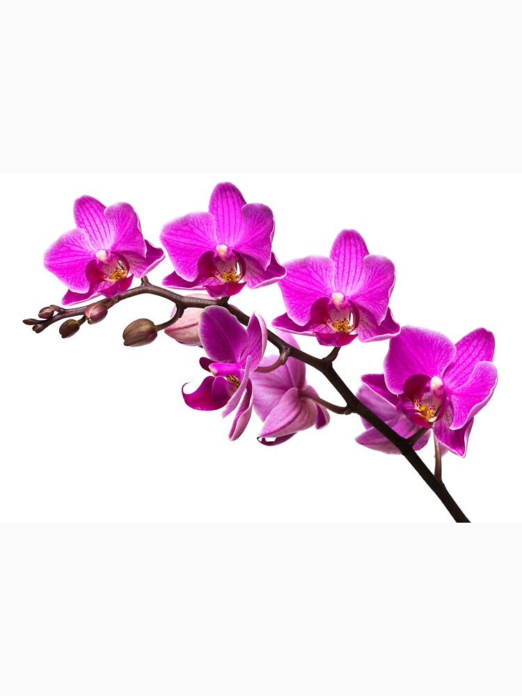 Pretty Purple Orchid Flowers by cindyfordyce