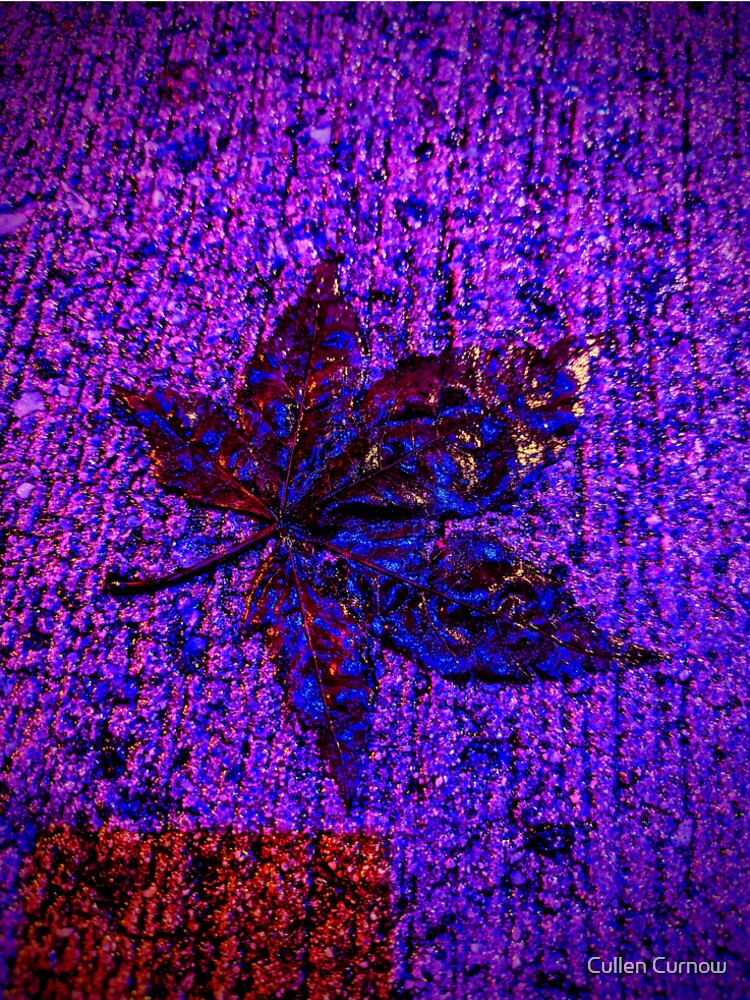 Leaf on the Pavement by Cullen Curnow