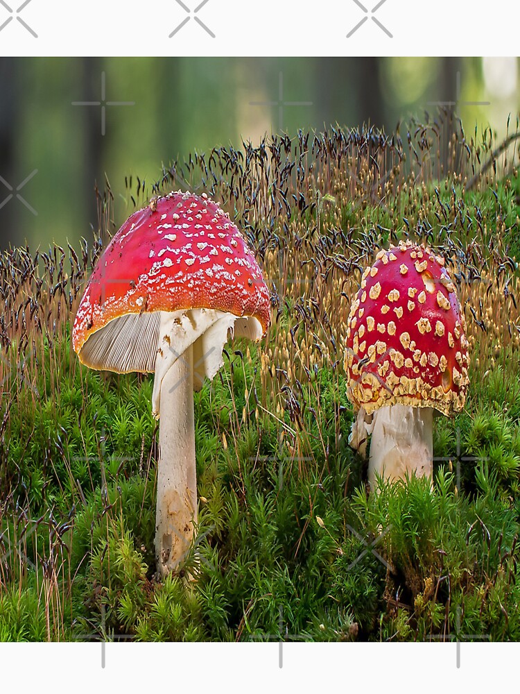 mushroom by virilamissa