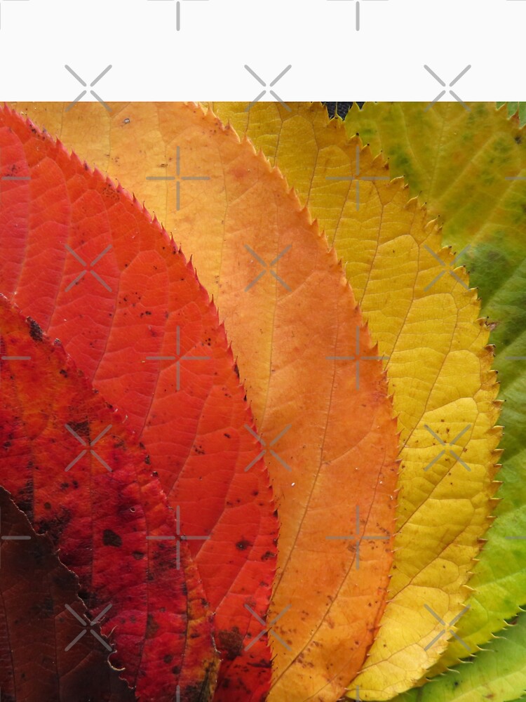 Color Leaf by Moni3572