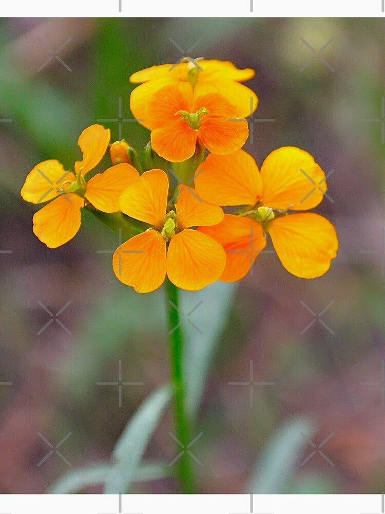 Siberian Wallflower by DesignMore21