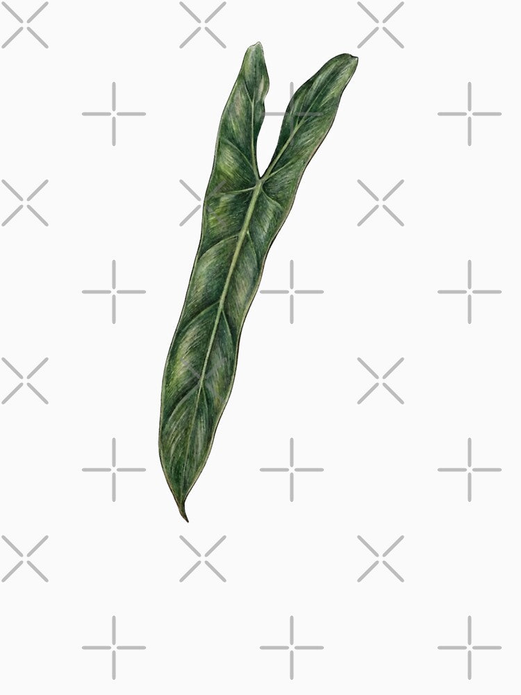 Philodendron Spiritus Sancti Leaf by qiroco