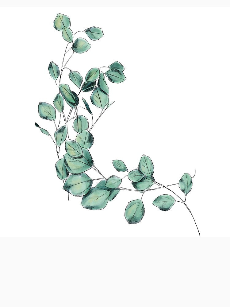 Eucalyptus Watercolor Botanical Illustration by Nathan Graves Art