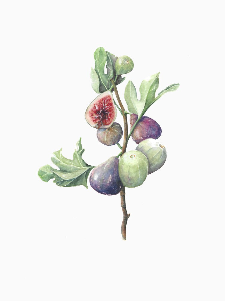 Fig season by Naomi-Bulger