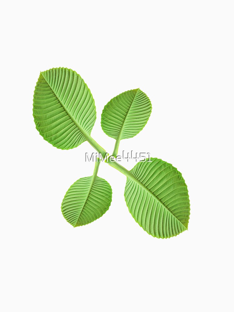 green leaves Stickers, beautiful leaf, Dillenia obovate leaves (Blume) Hoogland, simpoh leaves (Dillenia suffruticosa, simpoh air) by MiMee4451