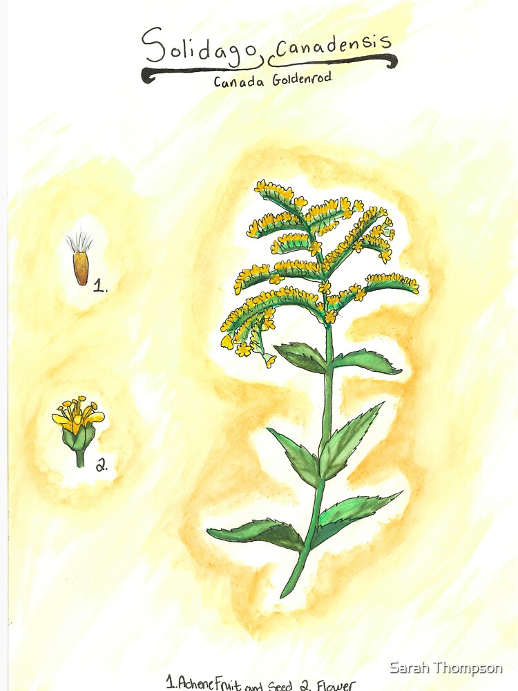 Solidago canadensis (Canada Goldenrod) by fhandsmcmike