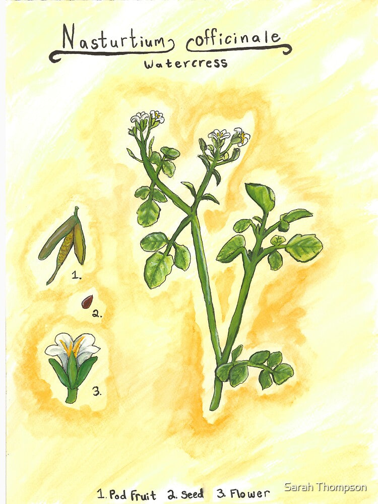 Nasturtium officinale (Watercress) by fhandsmcmike
