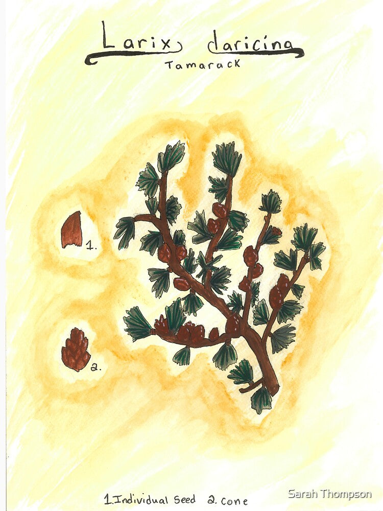 Larix laricina (Tamarack) by fhandsmcmike