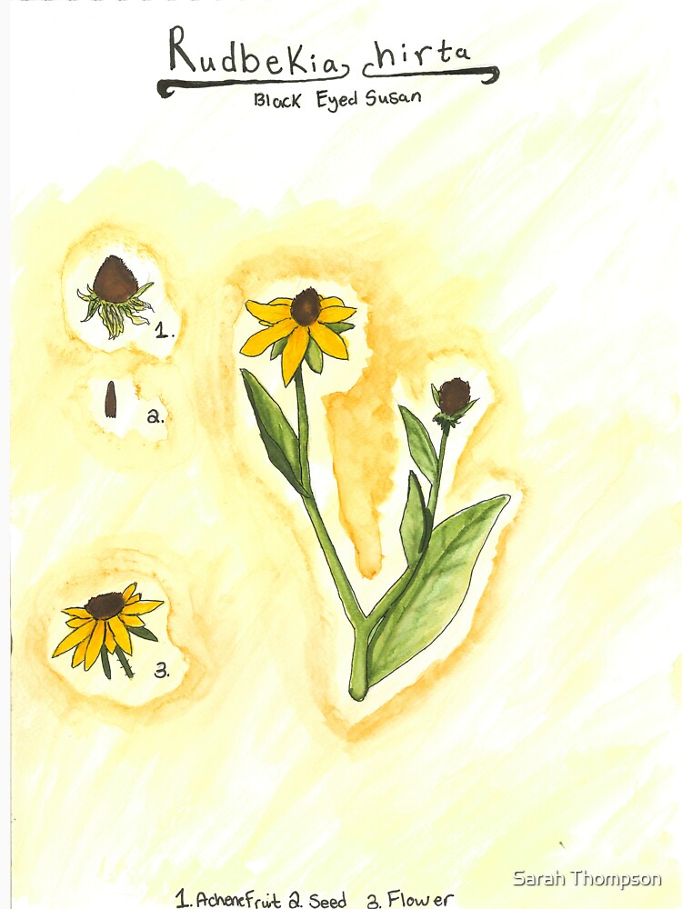 Rudbekia hirta (Black-Eyed Susan) by fhandsmcmike
