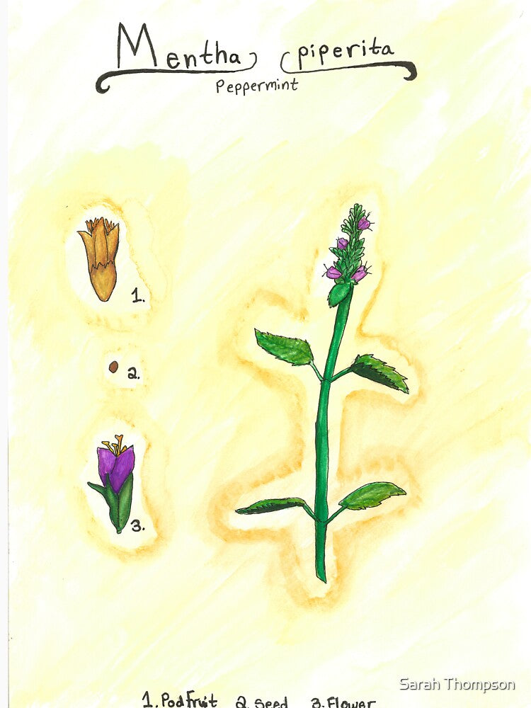 Mentha piperita (Peppermint) by fhandsmcmike