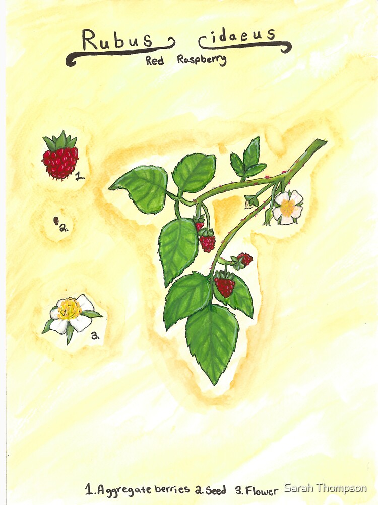 Rubus idaeus (Red Raspberry) by fhandsmcmike