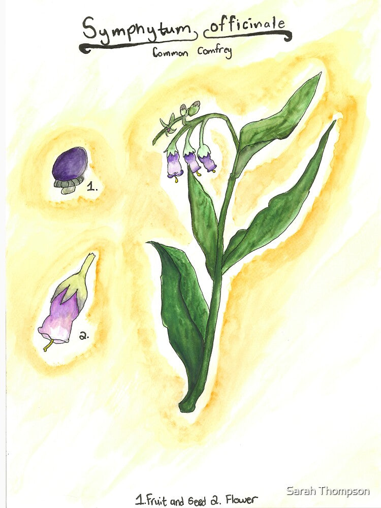 Symphytum officinale (Common Comfrey) by fhandsmcmike