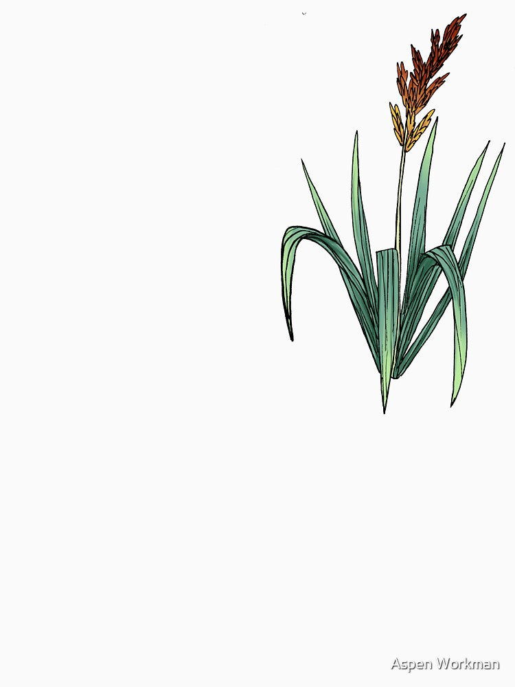 Sorghastrum nutans - Indian grass by Aspen Workman