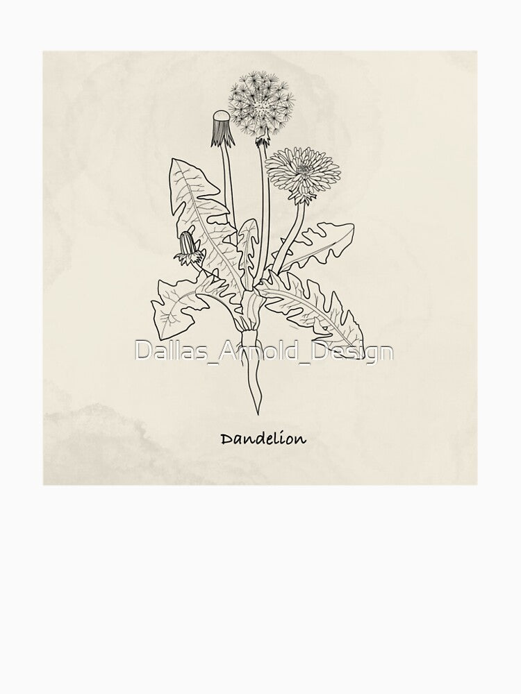 Botanical illustration: Dandelion by Dallas_Arnold_Design