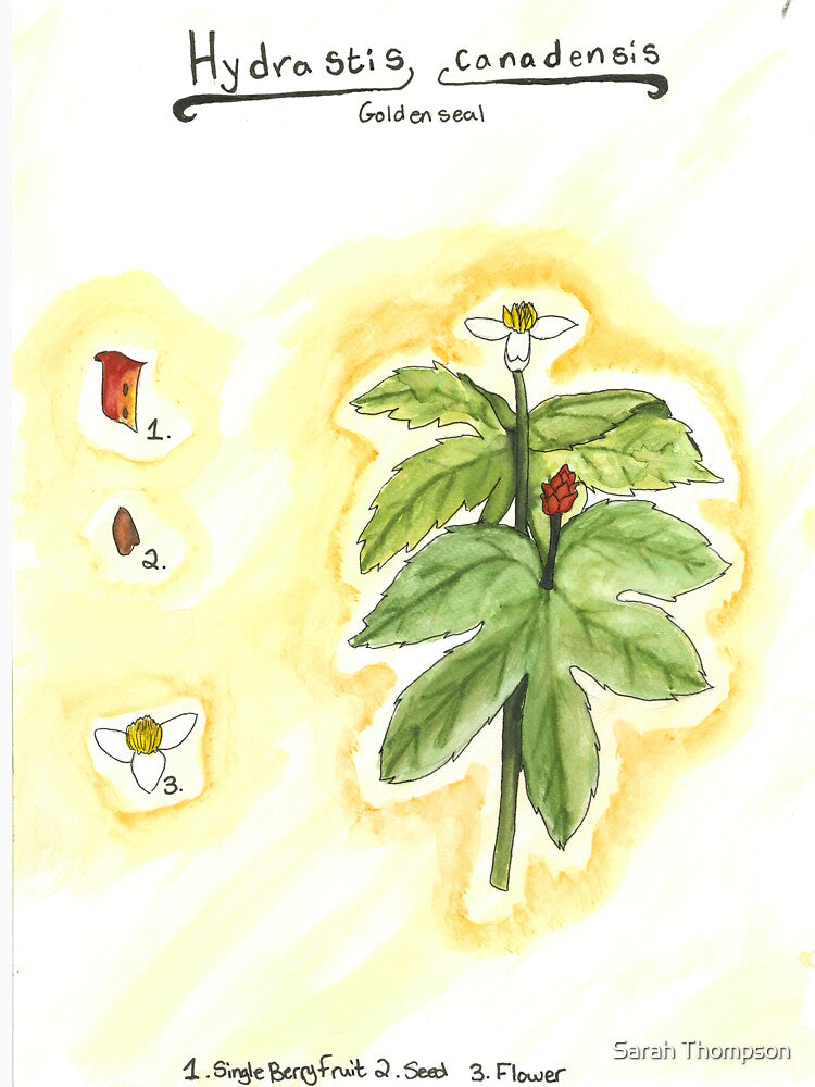 Hydrastis canadensis (Goldenseal) by fhandsmcmike