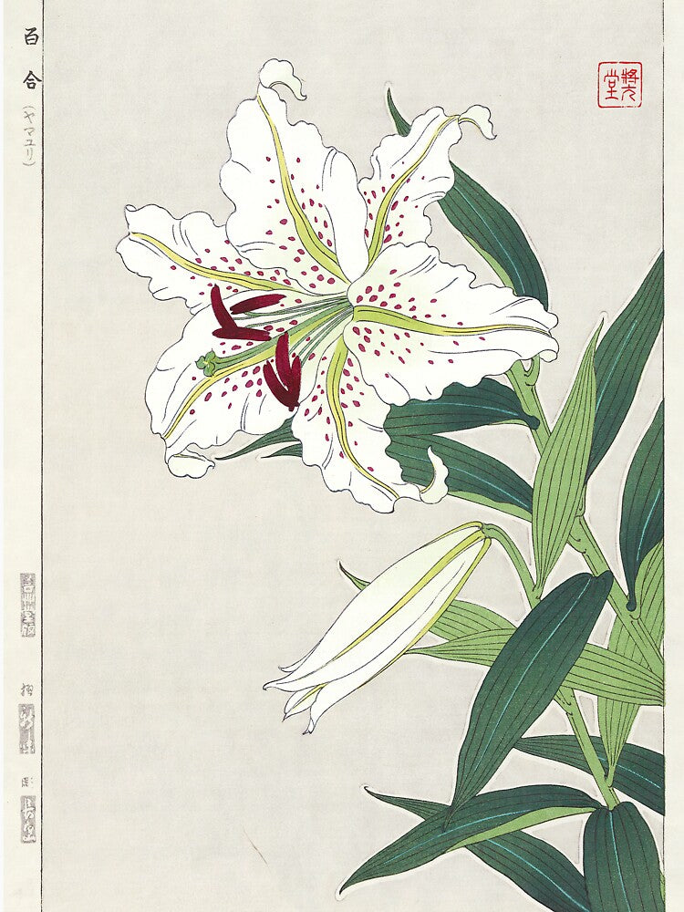 Golden Rayed Lily - Lilium auratum Illustration by FloraObscura