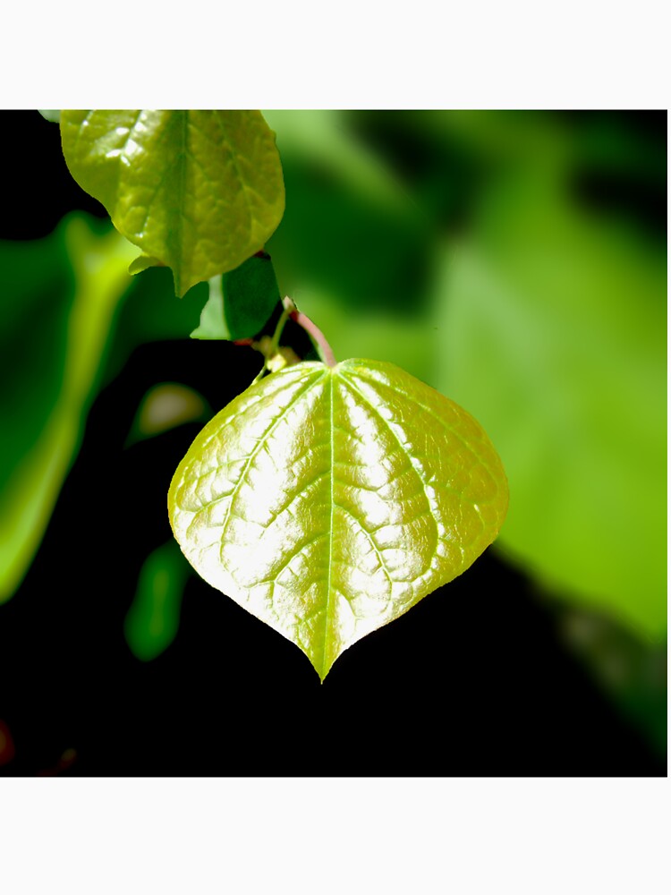 Single Green Leaf by dawnella