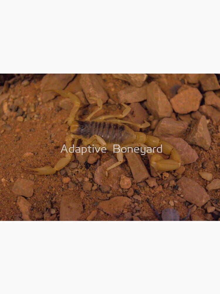 Desert Hairy Scorpion by Adaptive Boneyard