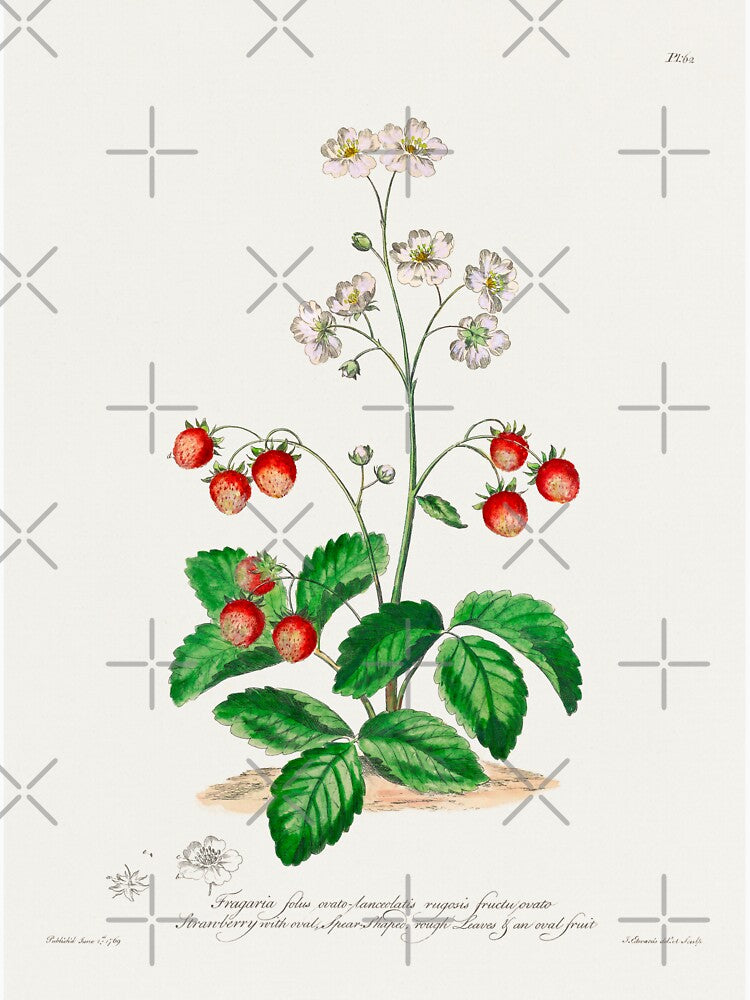 Strawberry Plants | Strawberry Antique Botanical Illustration by TeeARTHY