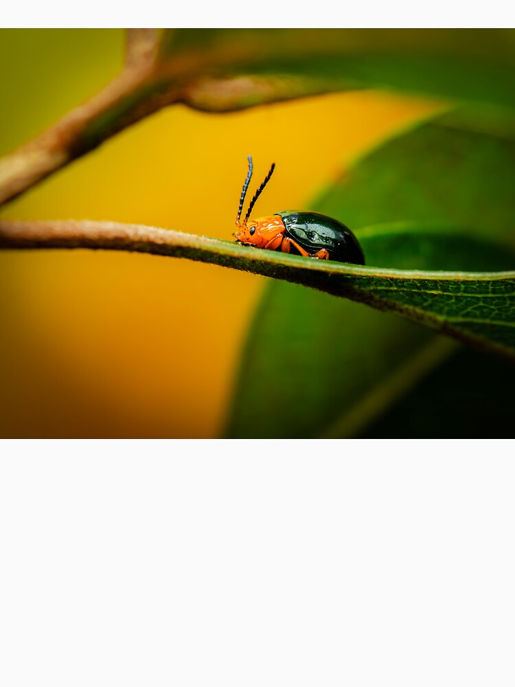 Pittosporum Leaf Beetle by robdwildlife