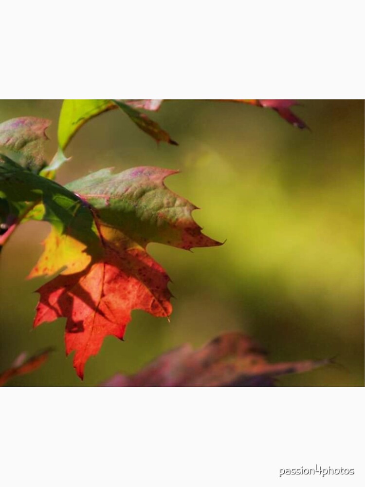 Rainbow Leaf by passion4photos