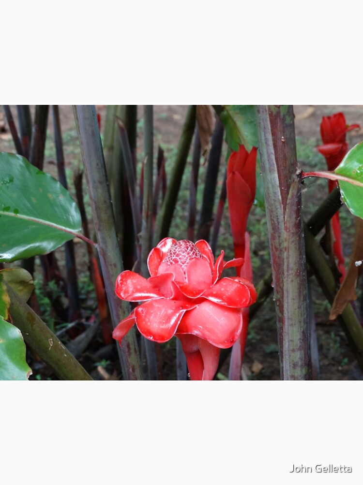 Tropical Blooms by John Gelletta