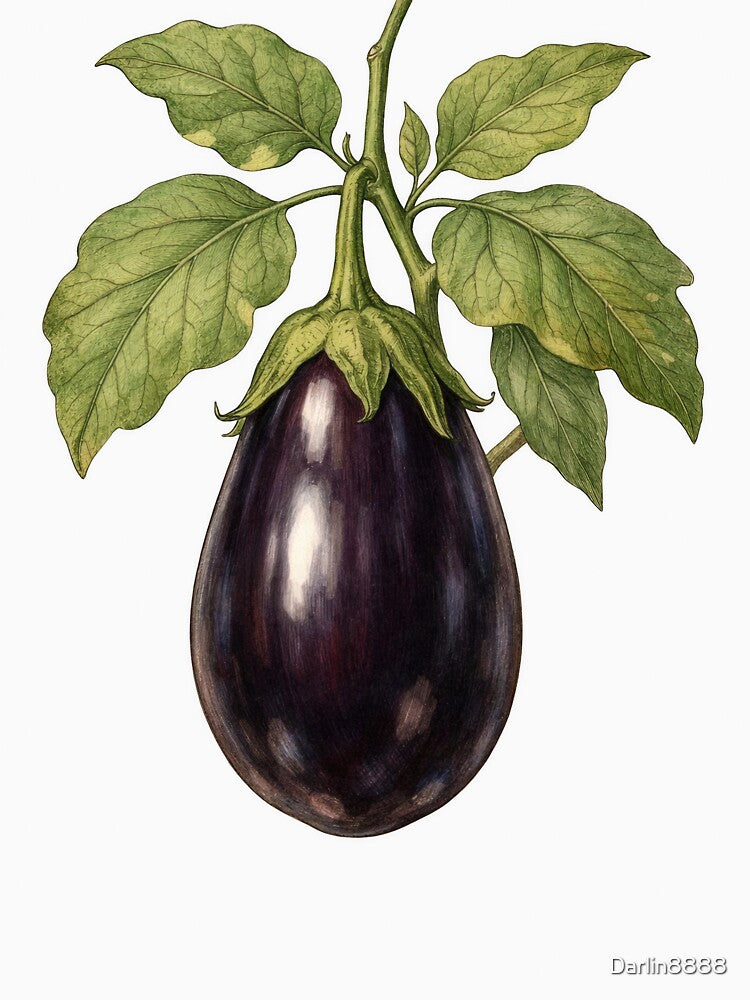 Vintage Eggplant Botanical Illustration - Solanum melongena Antique Plant Print by Darlin8888