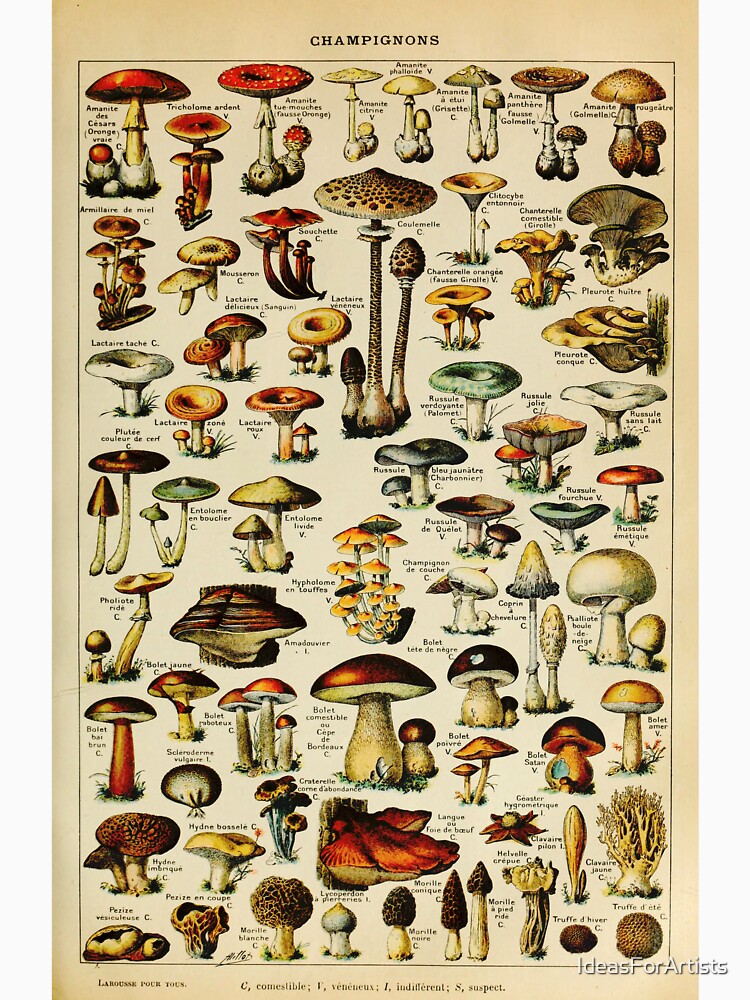 Mushroom Botanical by Inspirationmotivation