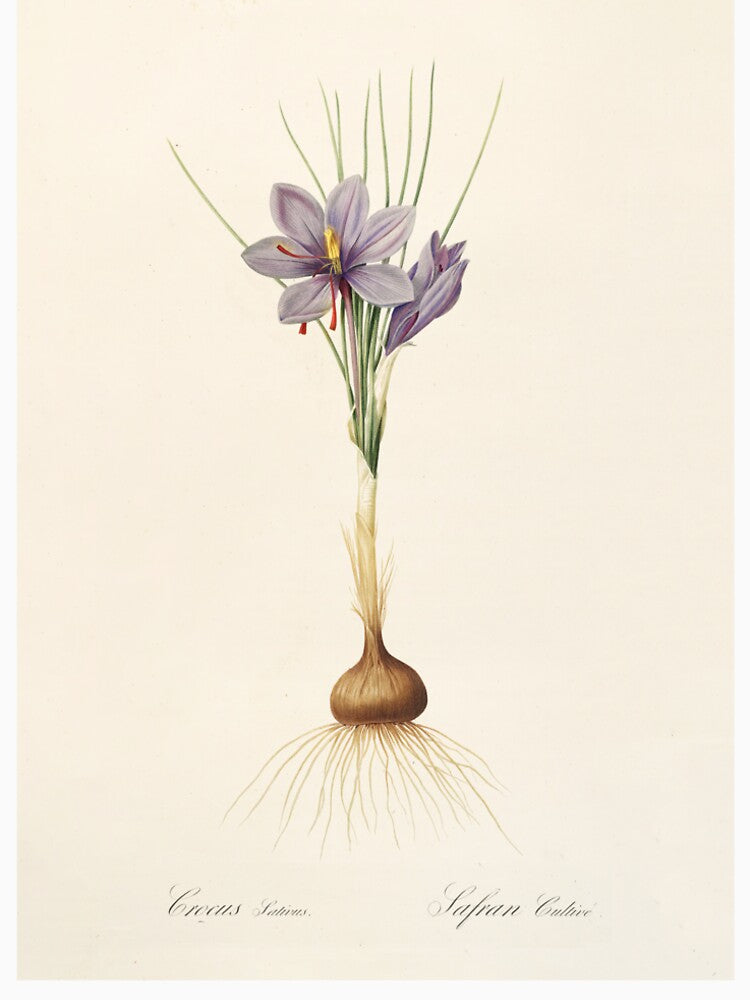 Saffron crocus - Crocus sativus by FloraObscura