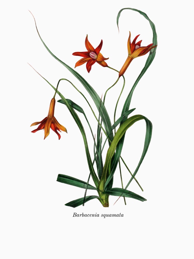 Vintage Botanical Flowers Barbacenia squamata by ambystomatees