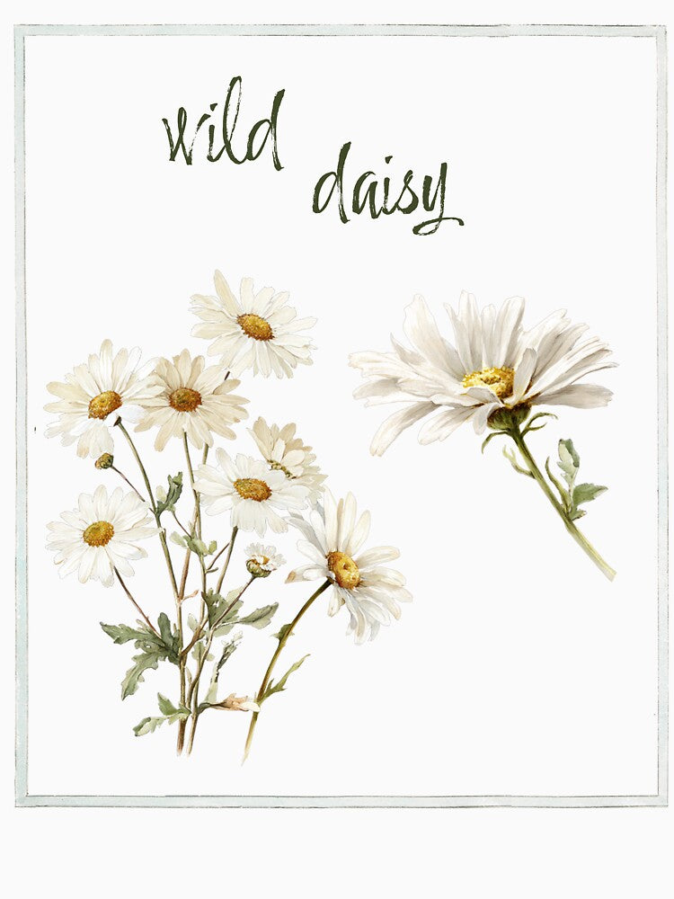 Wild Daisy Vintage Botanical Flower Illustration by AggyCreatif