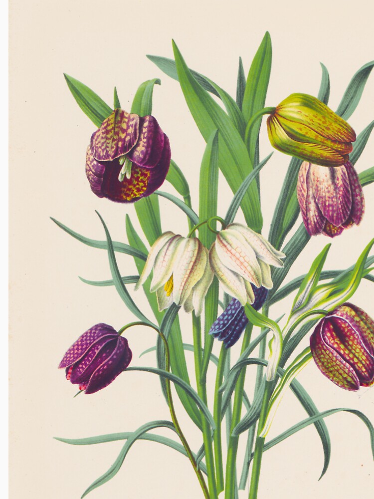 Snake's head fritillary - Fritillaria meleagris by FloraObscura