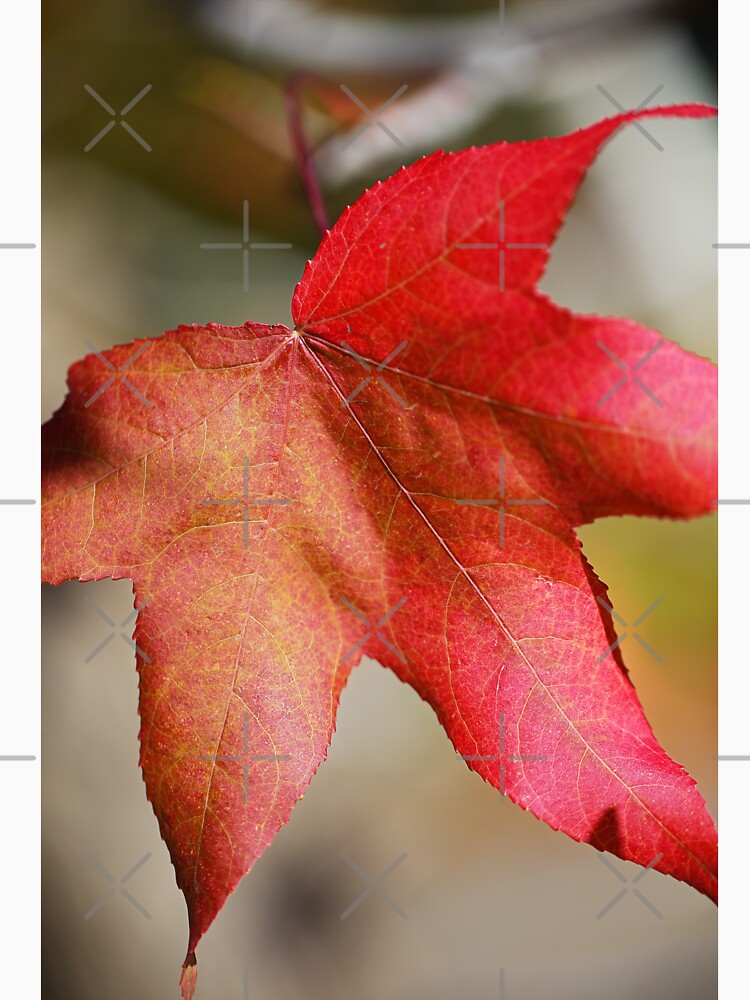 Beautiful Liquidambar Leaf by Joy Watson - Natural Light Photography