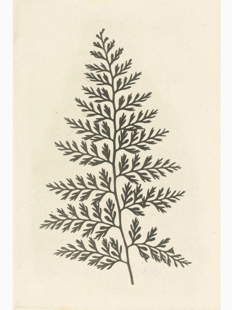 Naturalist Fern by BlueSpecsStudio